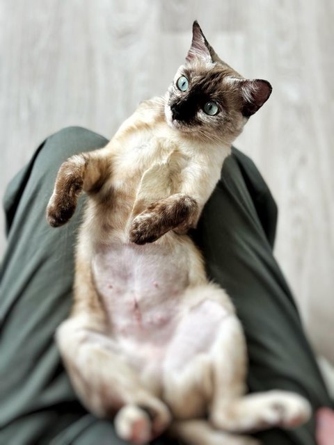 Misty - Siamese Cat