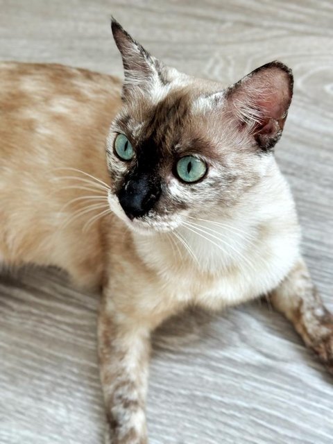 Misty - Siamese Cat