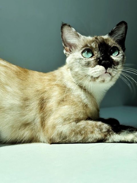 Misty - Siamese Cat