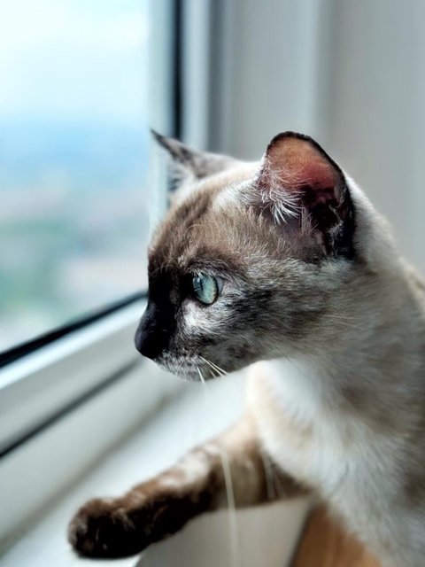 Misty - Siamese Cat