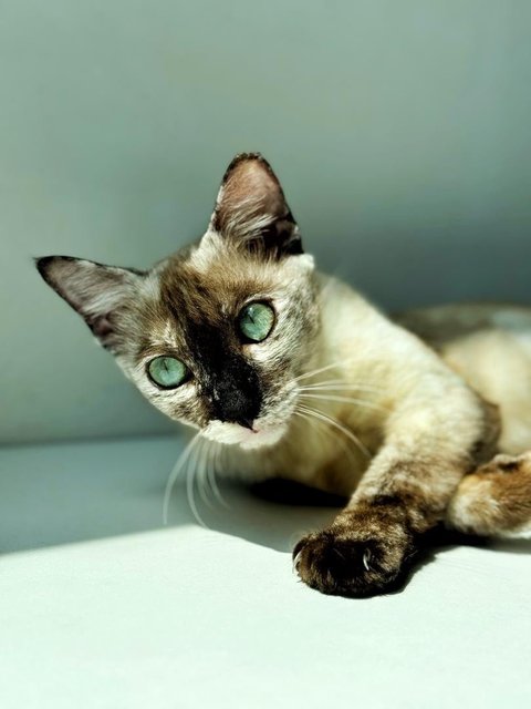 Misty - Siamese Cat