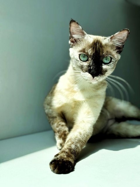 Misty - Siamese Cat