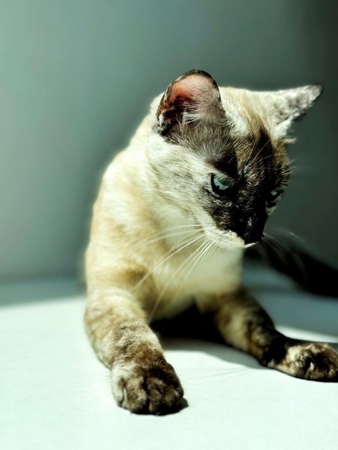 Misty - Siamese Cat