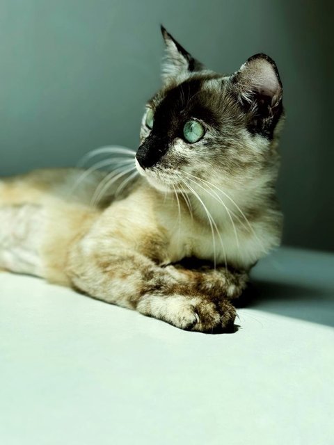 Misty - Siamese Cat