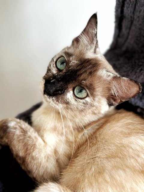 Misty - Siamese Cat