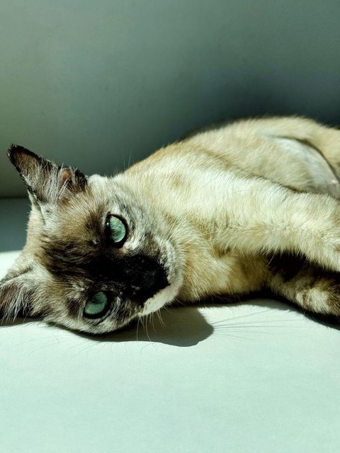 Misty - Siamese Cat