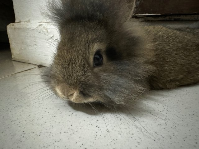 Colin Bridgeton - Dwarf + Lionhead Rabbit