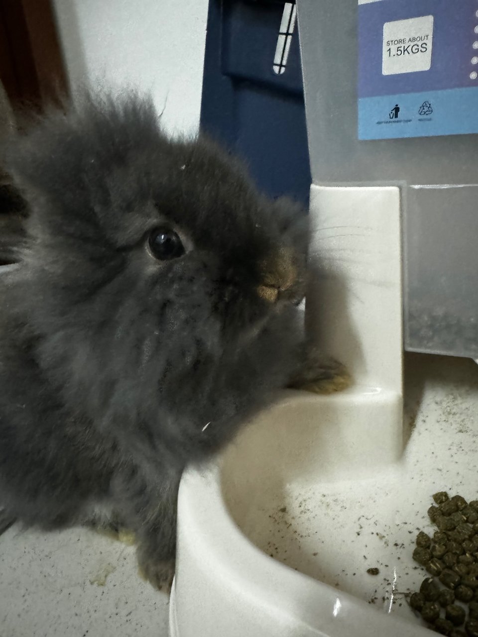 Max Bridgeton - Angora Rabbit + Lionhead Rabbit