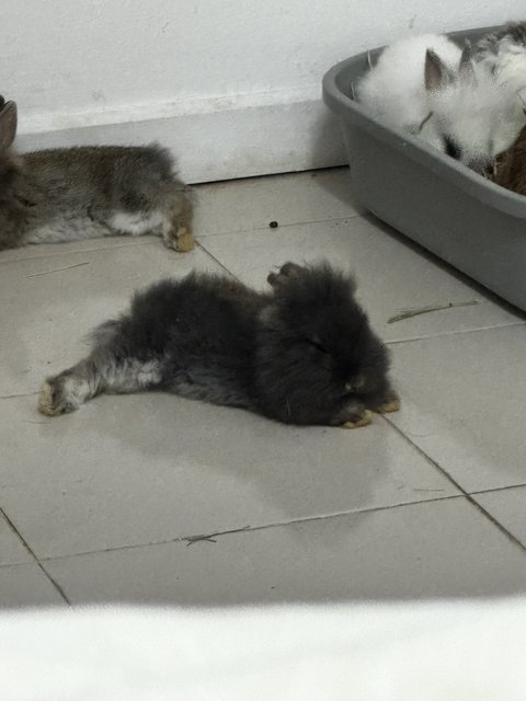 Max Bridgeton - Angora Rabbit + Lionhead Rabbit