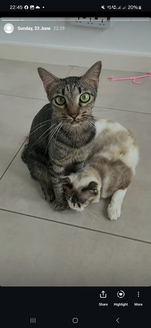 Cuddly Bunny With Green Eyes - Tabby + Domestic Short Hair Cat