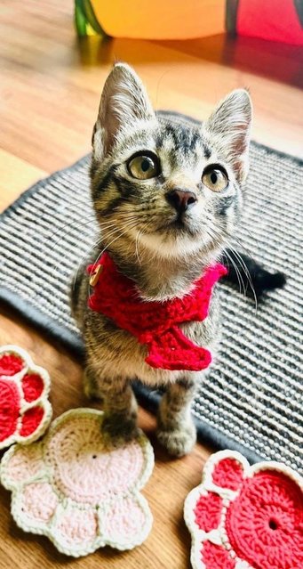 Cream And Roti, So Cute! - Domestic Short Hair Cat