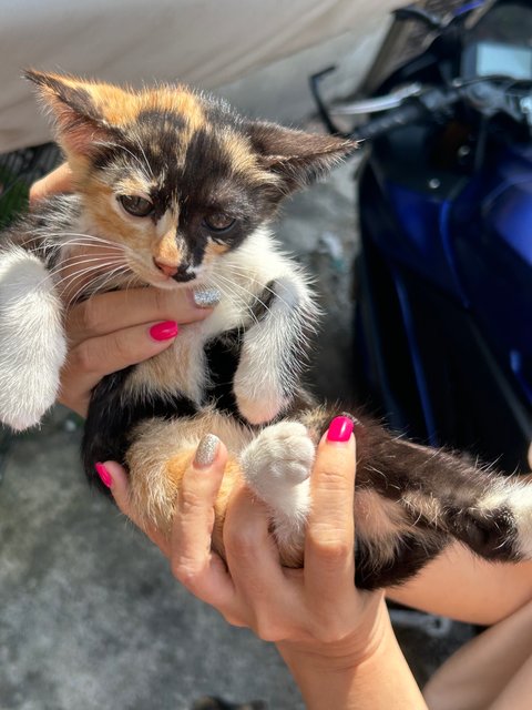 Pumpkin - Domestic Short Hair Cat