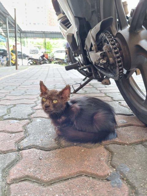 Noomo - Domestic Long Hair Cat