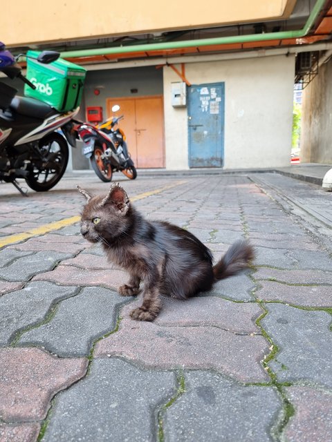 Noomo - Domestic Long Hair Cat