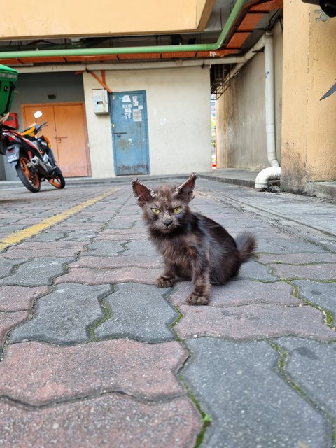 Noomo - Domestic Long Hair Cat