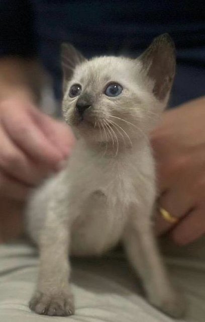 Coby/coco- Baby Siamese And Brother  - Siamese Cat