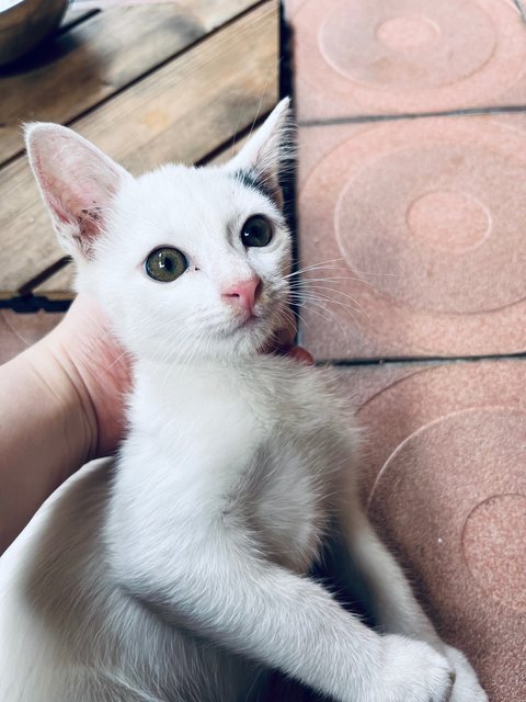 Lassie - Domestic Short Hair Cat