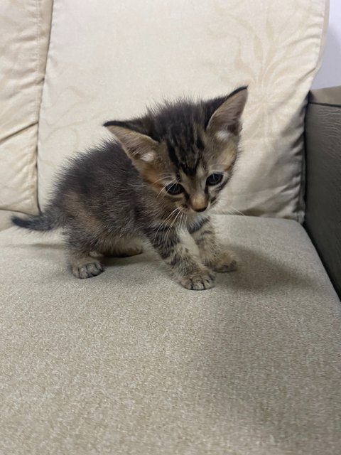 Three Stooges  - Domestic Short Hair Cat