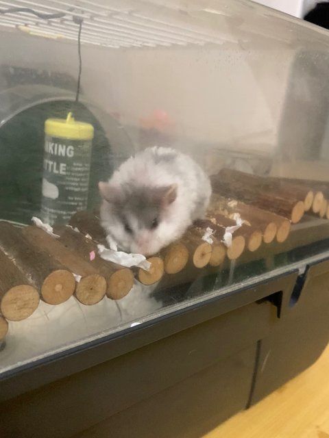 Lulu - Short Dwarf Hamster Hamster