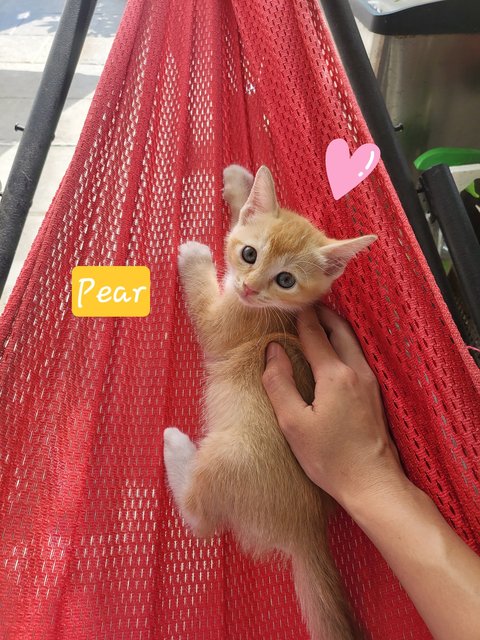 Fruit Basket 😻💗 - Domestic Short Hair Cat