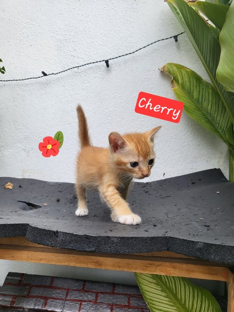 Fruit Basket 😻💗 - Domestic Short Hair Cat