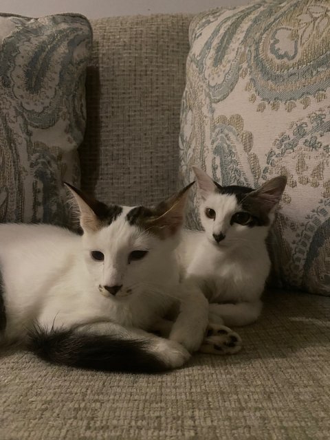 Polka - Domestic Medium Hair Cat