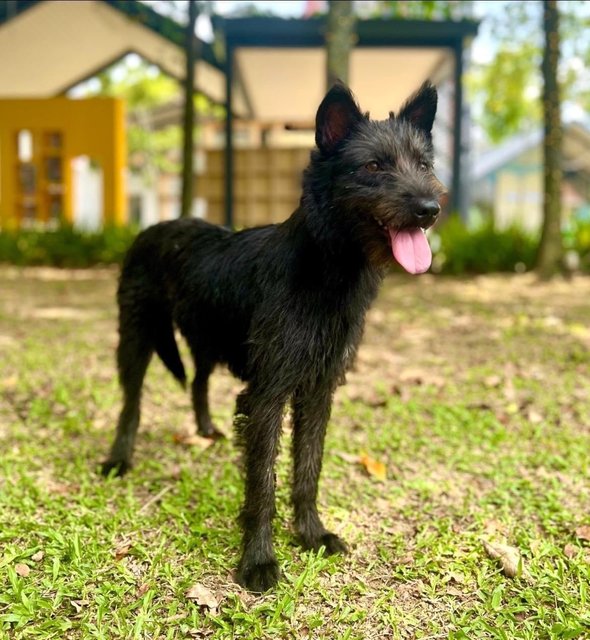 Lara - Terrier Mix Dog