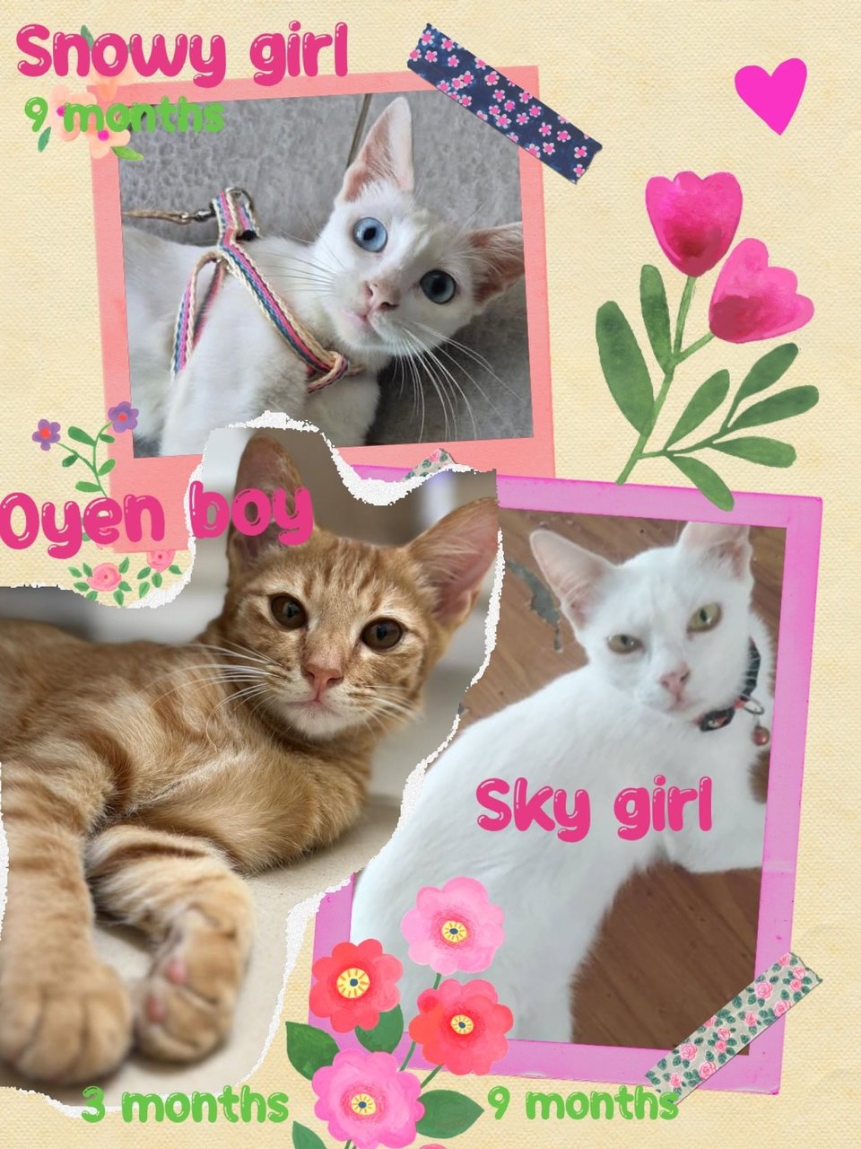 Snowy, Sky And Oyen - Domestic Short Hair Cat