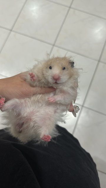 Mily - Syrian / Golden Hamster Hamster