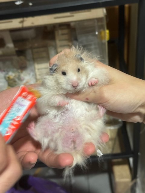 Mily - Syrian / Golden Hamster Hamster