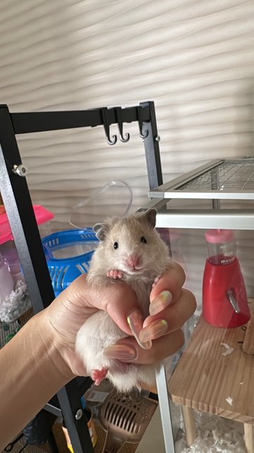 Mily - Syrian / Golden Hamster Hamster