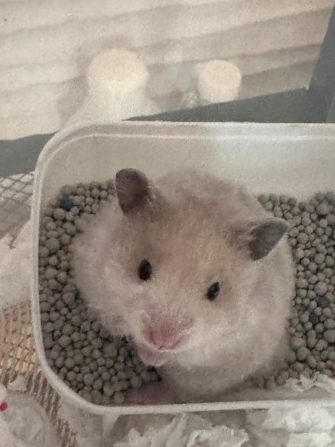 Mily - Syrian / Golden Hamster Hamster