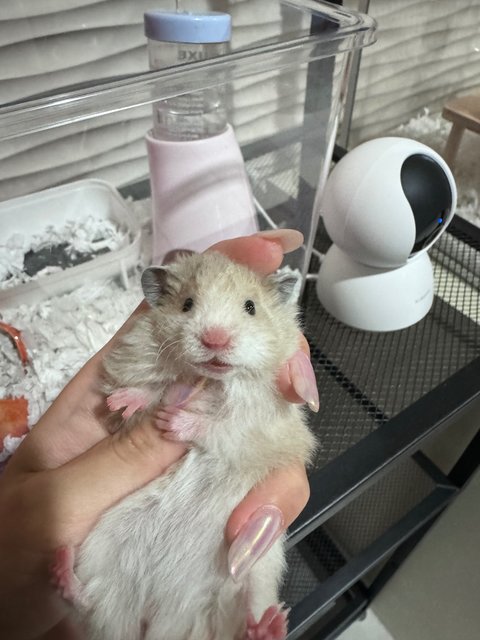 Mily - Syrian / Golden Hamster Hamster