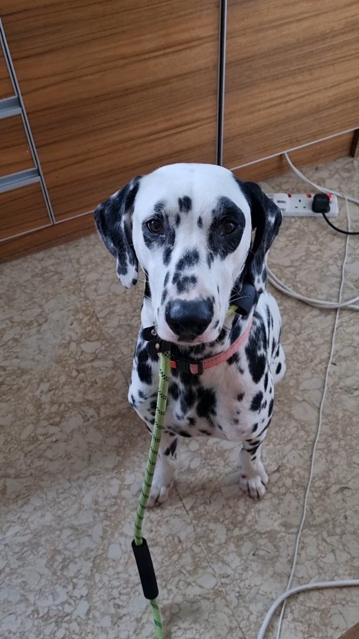 Nova - Dalmatian Dog