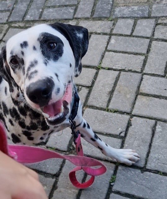 Nova - Dalmatian Dog