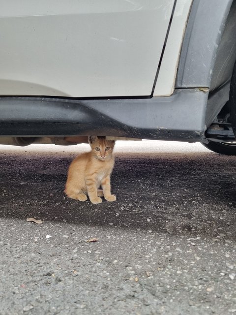 Lucas - Domestic Medium Hair Cat