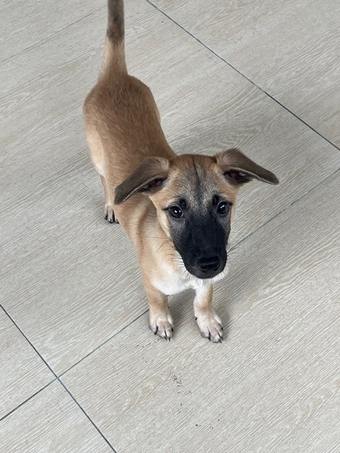 Wisdom2 Girls - Black Mouth Cur Dog