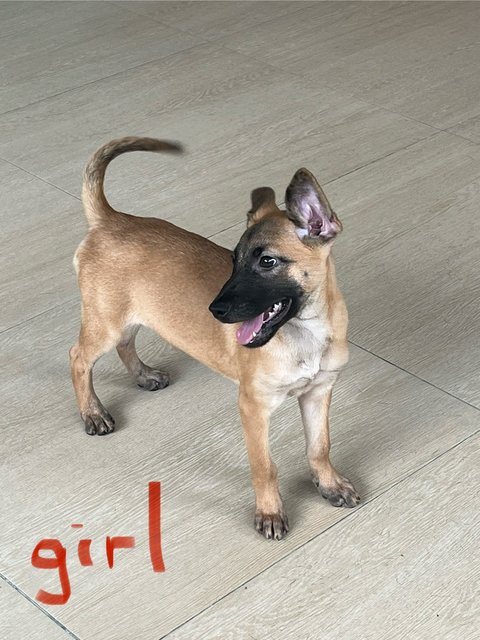 Wisdom2 Girls - Black Mouth Cur Dog