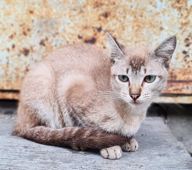 Pixie - Domestic Short Hair Cat