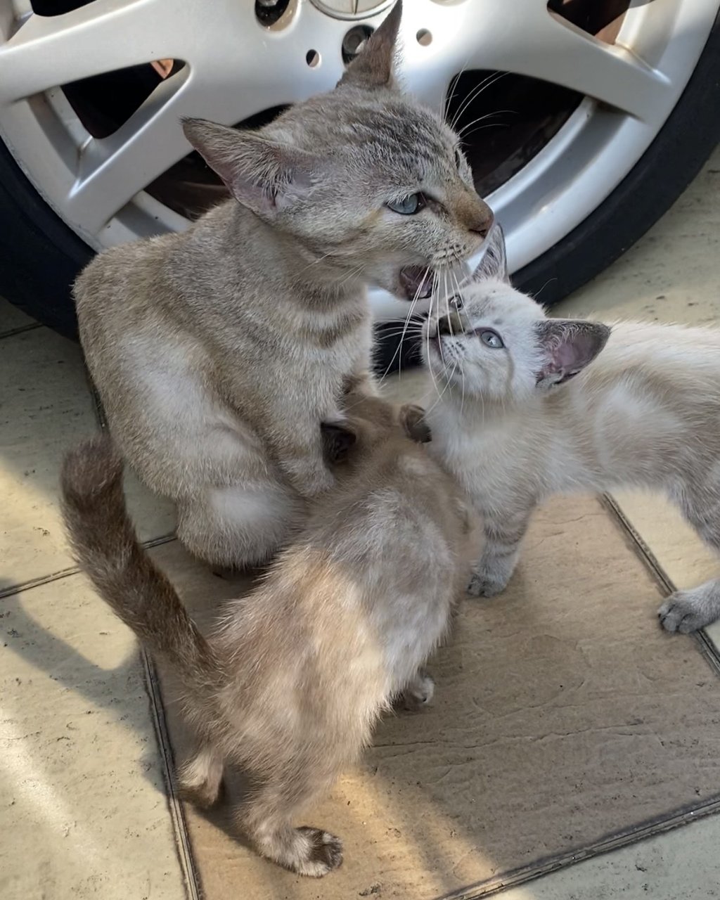 Annisa (Cream) &amp; Inayya (Torty) - Domestic Short Hair Cat