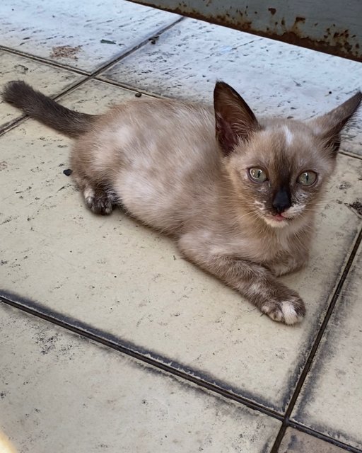 Annisa (Cream) &amp; Inayya (Torty) - Domestic Short Hair Cat