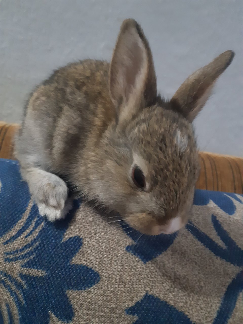 Choco - Dutch Rabbit