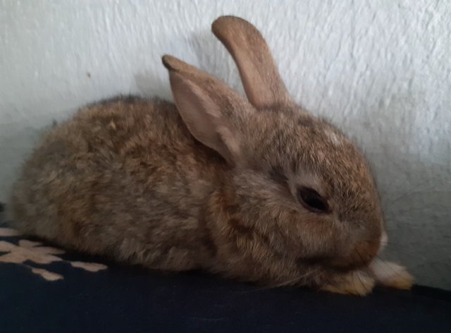 Choco - Dutch Rabbit