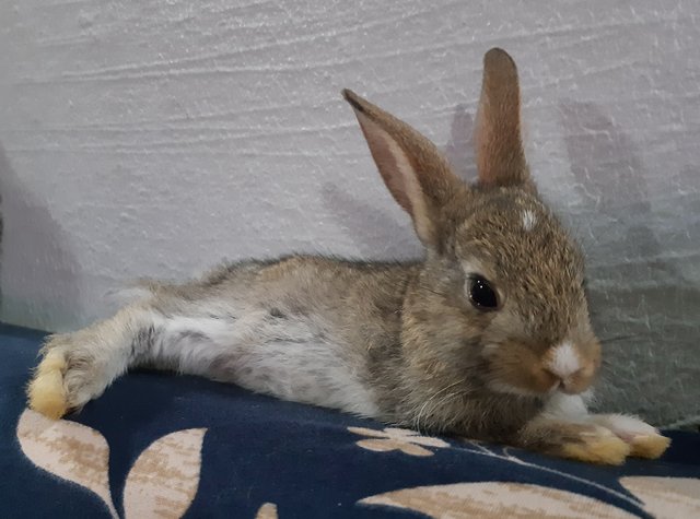 Choco - Dutch Rabbit