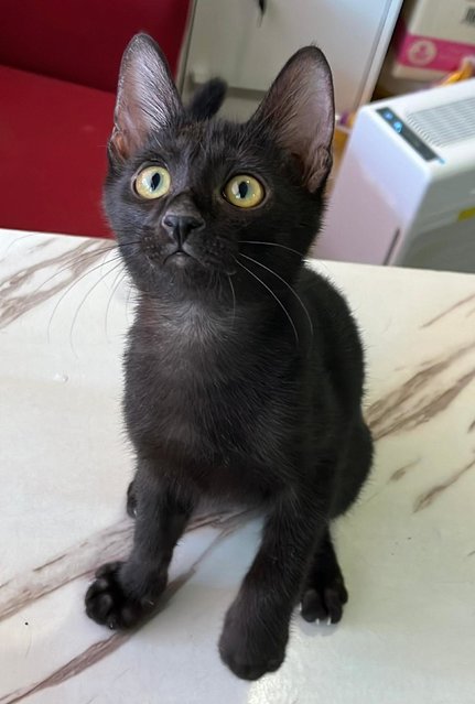 Hershey-pure Black  Boy Kitten- Manja - Domestic Short Hair Cat