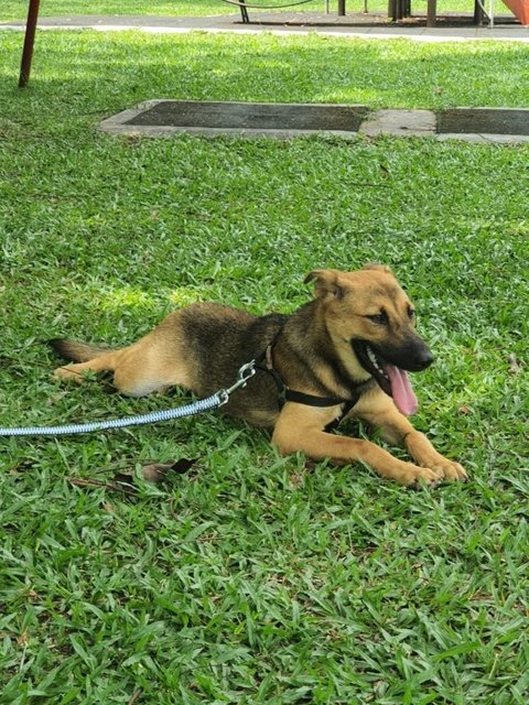 Candy.  - German Shepherd Dog Mix Dog