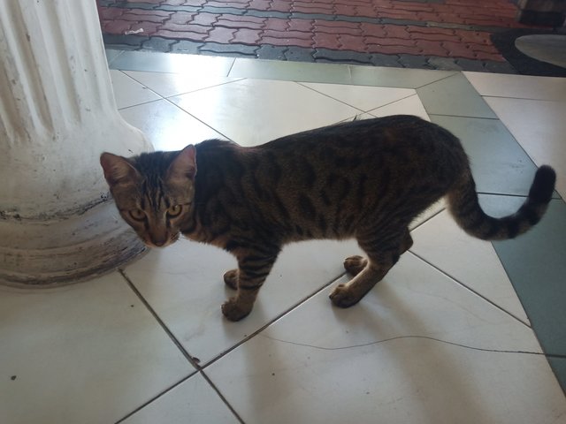 Pretty &amp; Belang - Bengal + Domestic Short Hair Cat