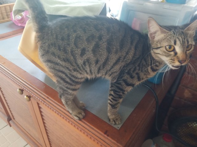 Pretty &amp; Belang - Bengal + Domestic Short Hair Cat