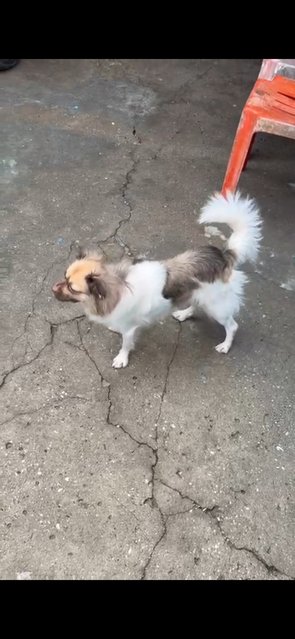 Angle - Spaniel + Australian Shepherd Dog