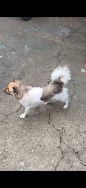 Angle - Spaniel + Australian Shepherd Dog